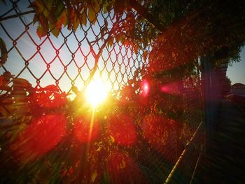 Sun shining through trees