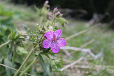 Close-up of purple flower blooming outdoors