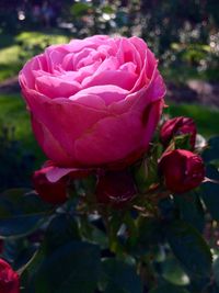 Close-up of pink rose