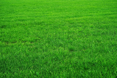 Full frame shot of green field