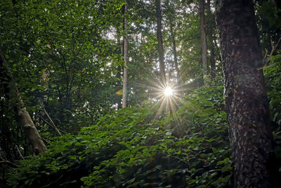 Sunlight streaming through trees in forest