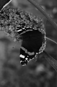 Close-up of butterfly pollinating flower