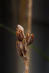 Close-up of dry plant pods