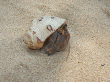 Close-up of crab on sand at beach