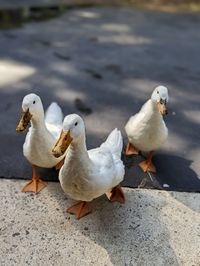 3 ducks in a row