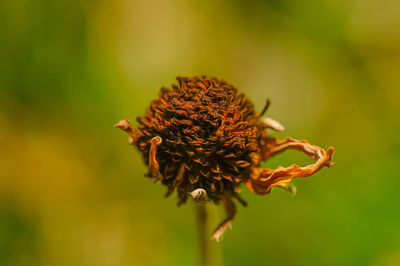 Close-up of wilted flower