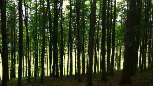 View of bamboo trees in forest