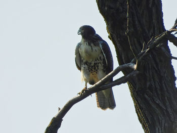 Low angle view of bird perching on tree against sky