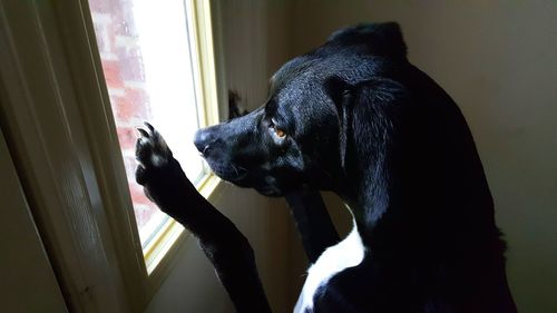 High angle view of black labrador looking through window