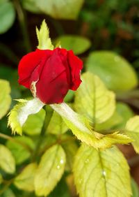 Close-up of red hibiscus blooming outdoors