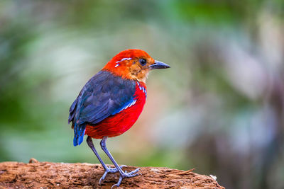 Close-up of a bird perching