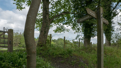 Trees on field against sky