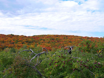Scenic view of landscape against sky