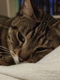 Close-up of cat resting