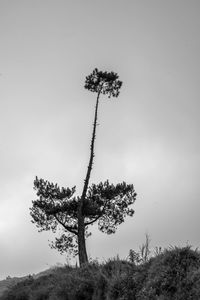 Low angle view of tree against sky