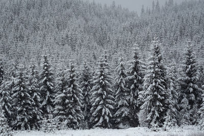 Pine trees in forest during winter