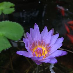 Close-up of lotus water lily