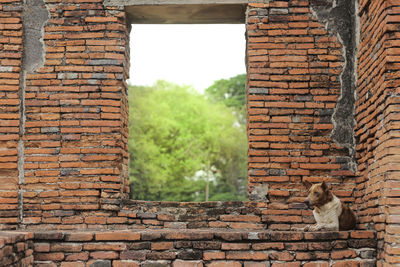 View of a cat on brick wall