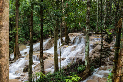 Scenic view of waterfall in forest