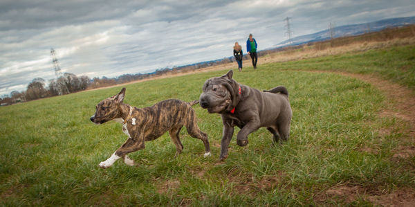 Lurcher and shar-pei running on grassy field with couple in background