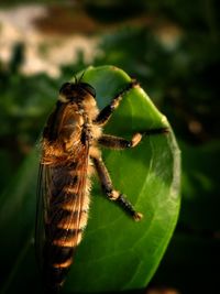 Close-up of insect on plant