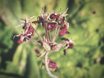 Close-up of flower against blurred background