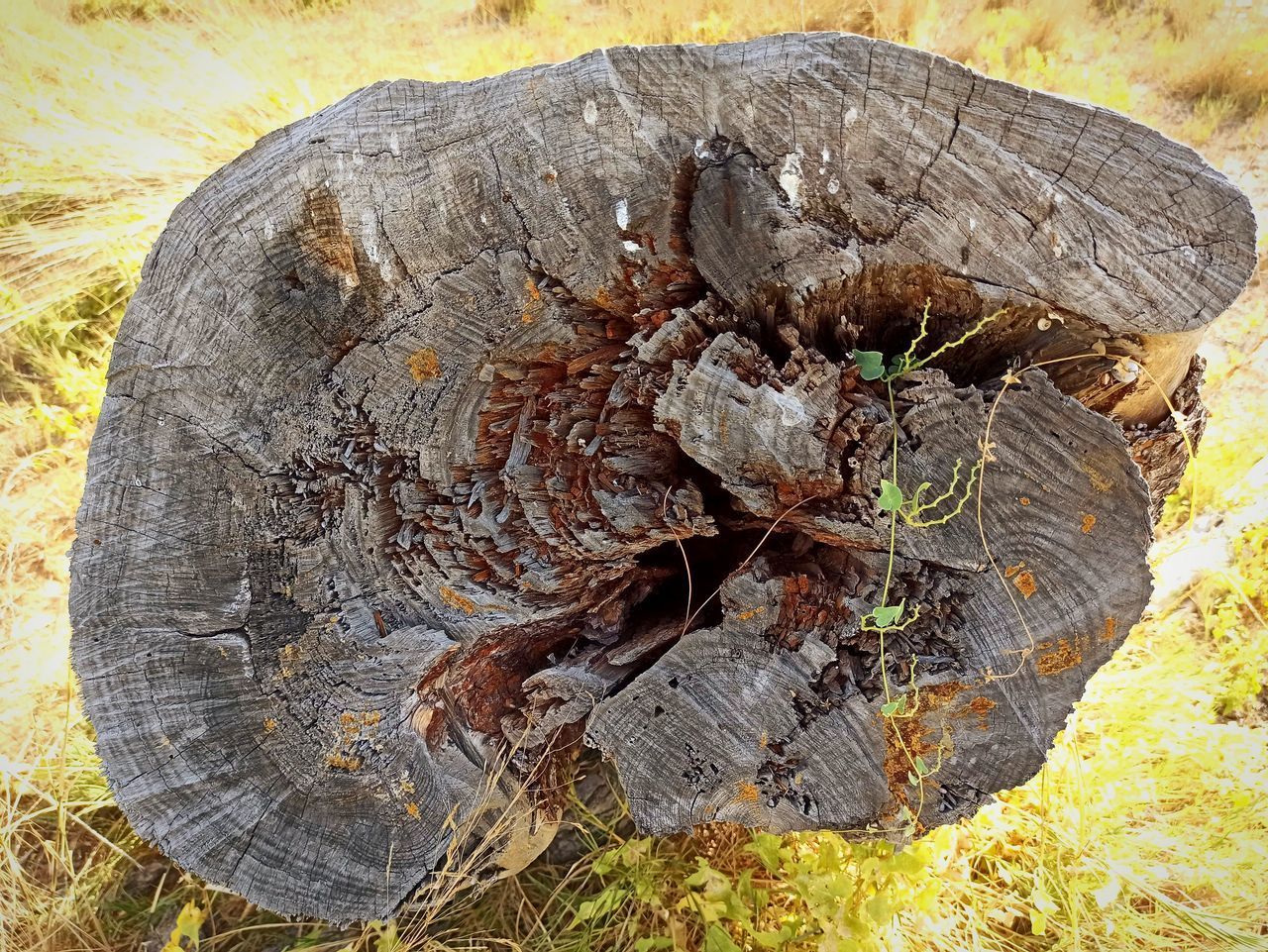 CLOSE-UP OF TREE STUMP ON WOOD