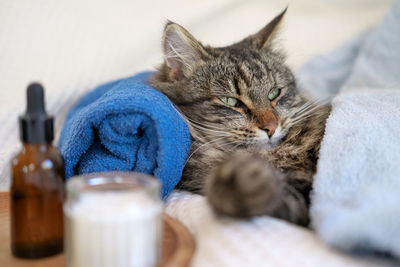 Close-up of cat sleeping