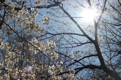 Low angle view of flower tree