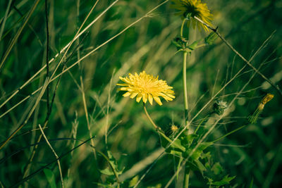 Close-up of yellow flowering plant