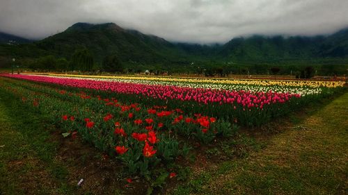 View of flowering plants on field against cloudy sky