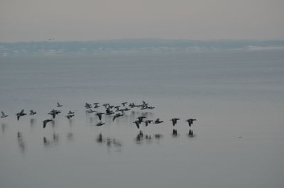Flock of birds in water against sky