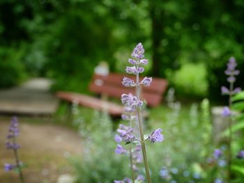 Close-up of purple flowering plant in park