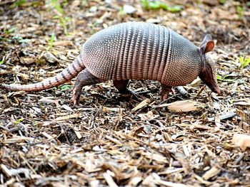 Close-up of an animal