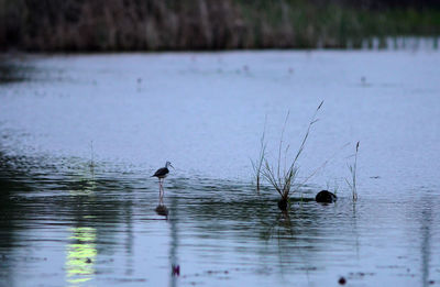 Birds swimming in lake