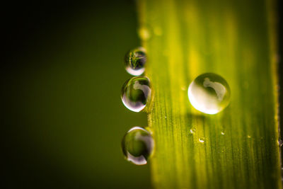 Close-up of water drops on leaf