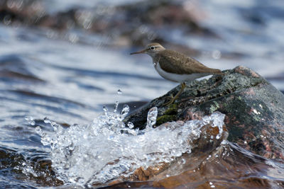 Close-up of bird on rock in sea