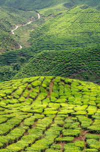 High angle view of rice field