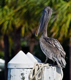 Close-up of bird perching on branch