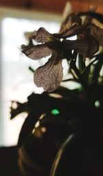 Close-up of wilted flower plant