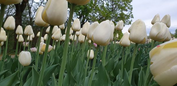 Close-up of white tulips growing on field