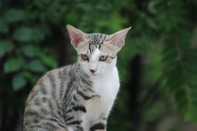 Close-up portrait of cat