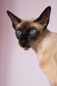 Close-up of a cat looking away