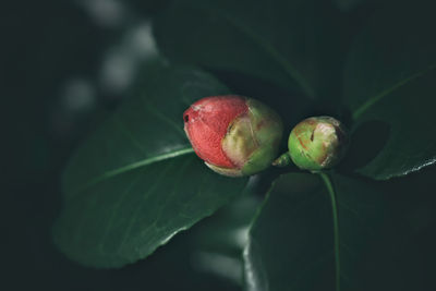 Close-up of strawberries