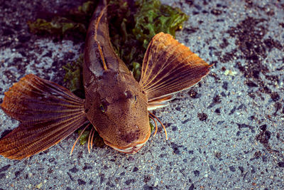 High angle view of crab on ground