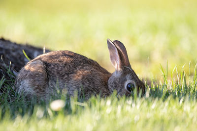 Close-up of a rabbit on field