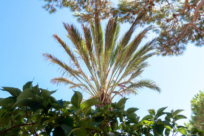 Low angle view of palm tree against clear sky