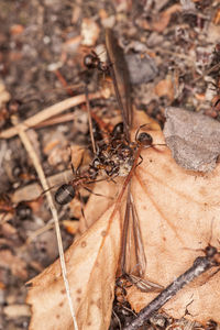 Close-up of insect on dry leaves on field