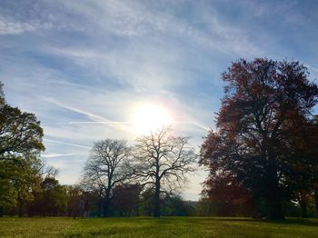 Trees on field against bright sun