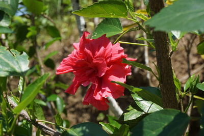 Close-up of red flower